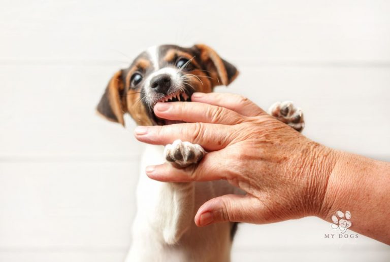 How to Stop Your Puppy’s Biting Problem