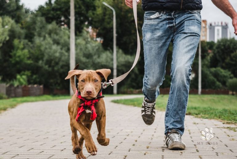 The Best Way to Leash Train Your Puppy