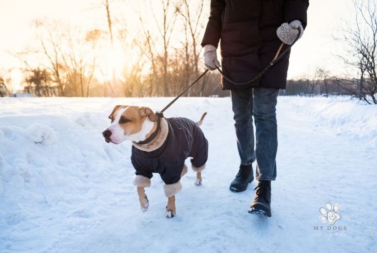 5 Ways to Keep Your Dog Warm This Winter