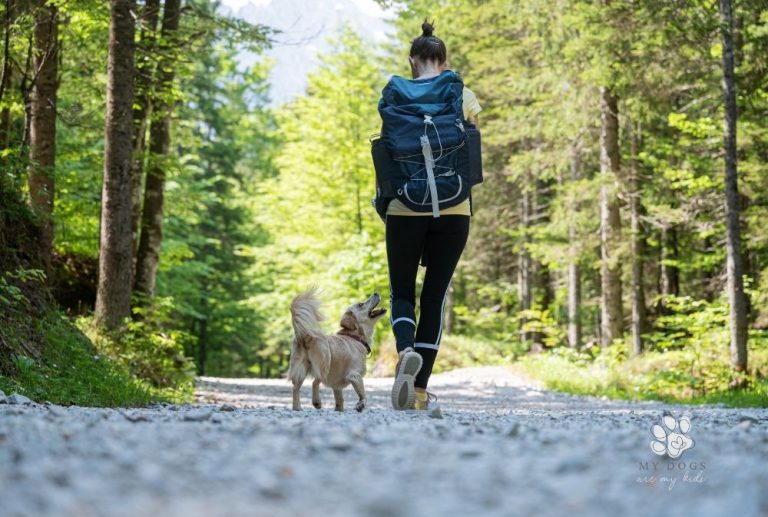 A Dog’s Day Out: The perfect way to tire out your pooch
