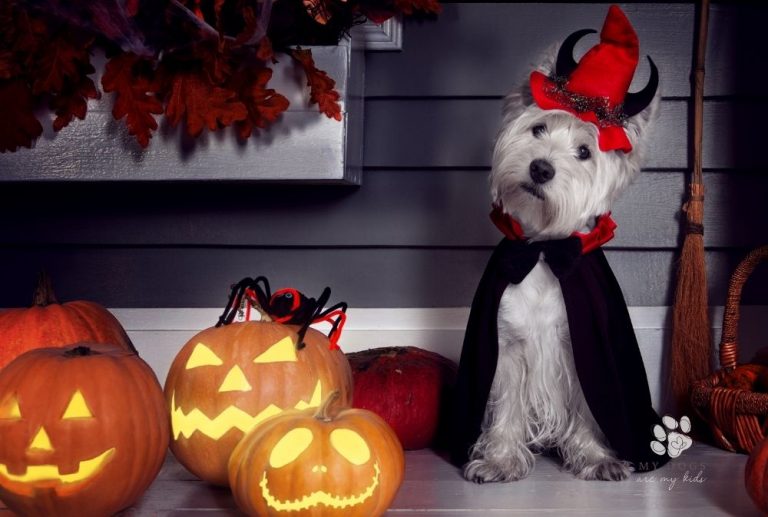 Boo! It’s Howl-o-ween! Tips for Throwing a Dog-Friendly Halloween Party