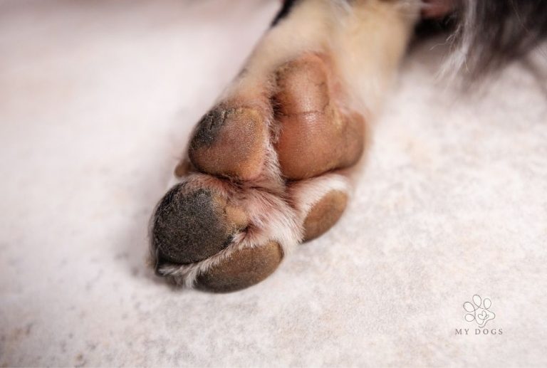 Cracked dog paws? Here’s how to fix them quickly and easily