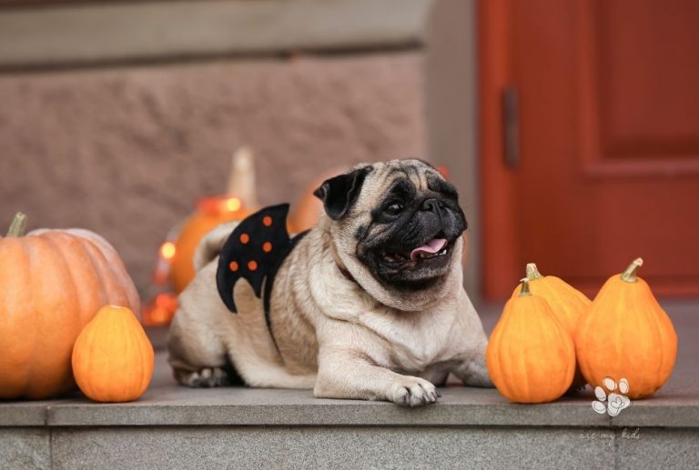 Halloween Treats That’ll Keep Your Dog Barking for More!