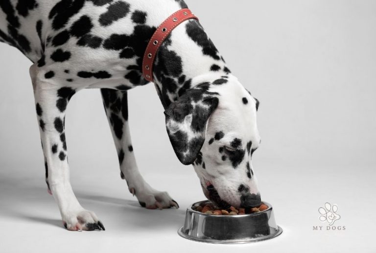 How to make sure you’re feeding your dog the right amount of food