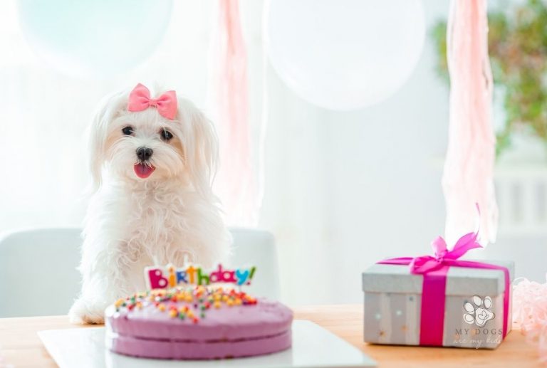 Make Your Dog’s Birthday Extra Special with a Delicious Cake!