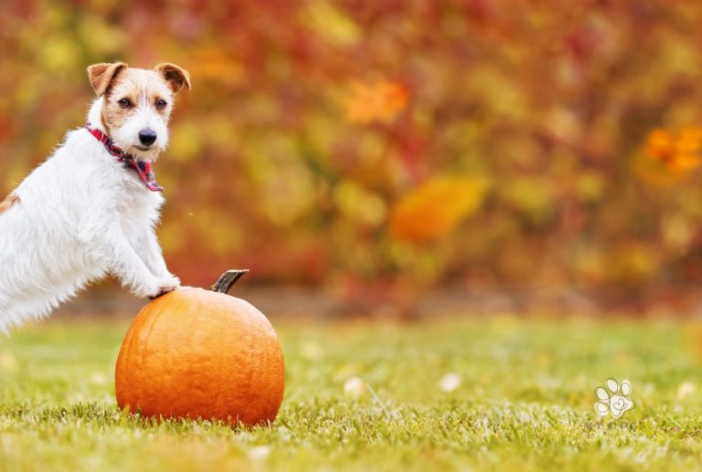 Give Thanks for Your Dog This Thanksgiving!