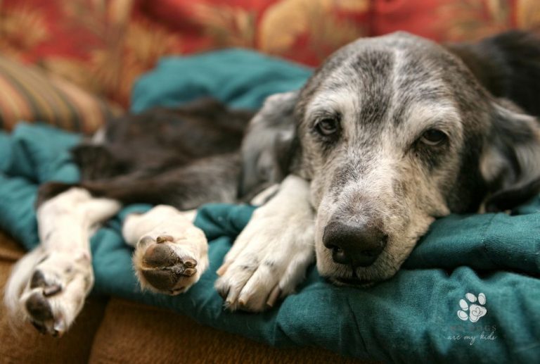 Age ain’t nothing but a number: Meet the world’s oldest dog!