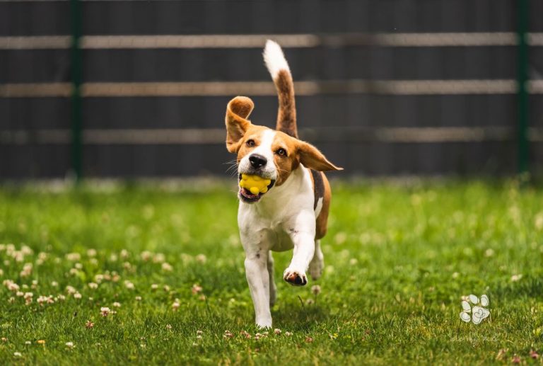 Go Fetch! A Guide to Teaching Your Dog This Classic Trick