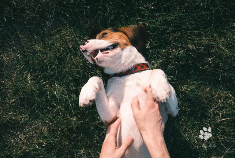 The Science Behind It: Why Dogs Can’t Resist Belly Rubs