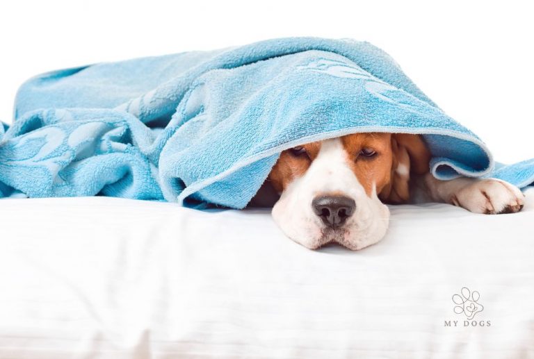 Tummy Troubles? Here’s how to Ease Your Pup’s Upset Stomach and Vomiting