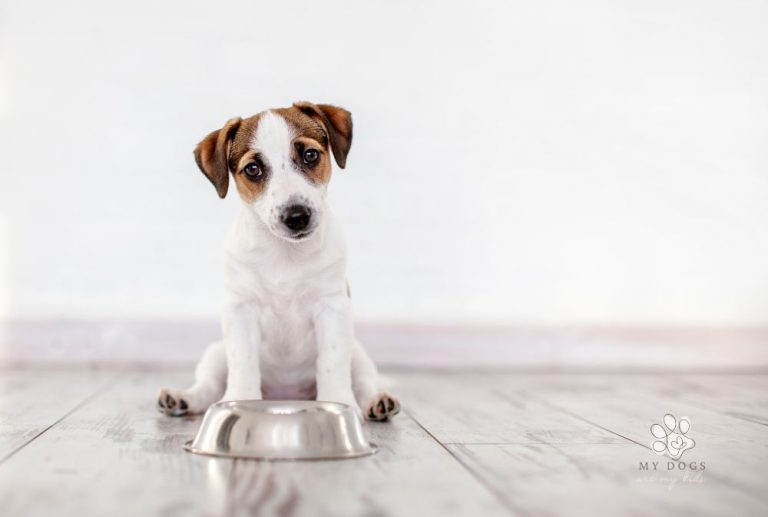 Paws Off or Paw-sitively Safe? Exploring Dogs and Shrimp Feeding Guidelines