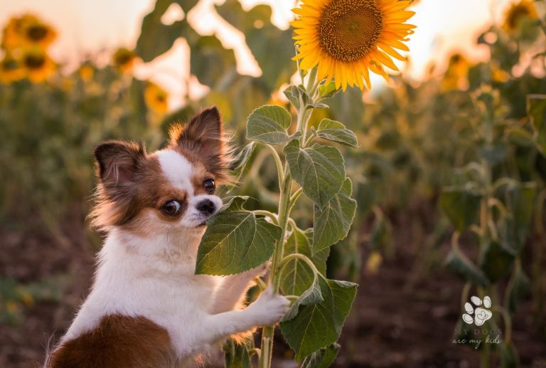 Sunflower Seeds: A Tasty Treat or Potential Danger for Dogs?