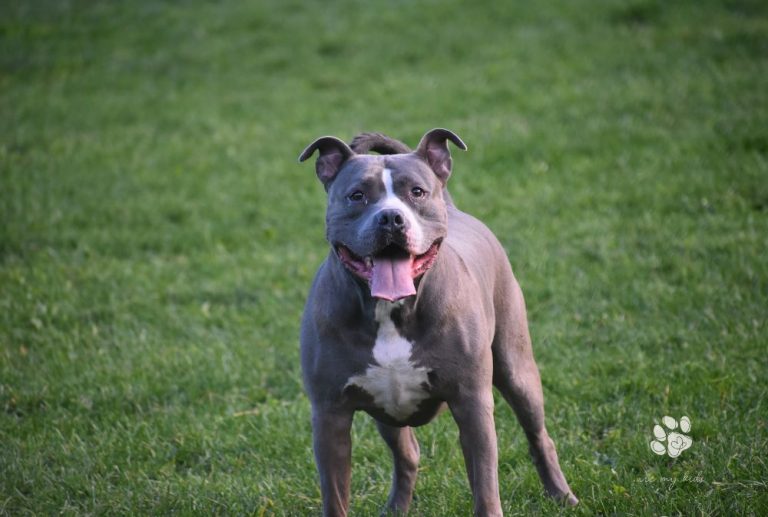 Why Blue Nose Pitbulls Are More Than Just Their Stunning Looks