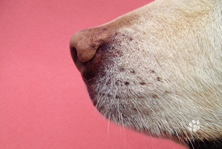 The Scoop on Dog Whiskers: Will They Grow Back?