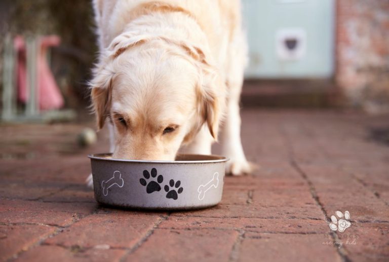 Wholesome Woofs: Unleashing the Benefits of Homemade Dog Meals