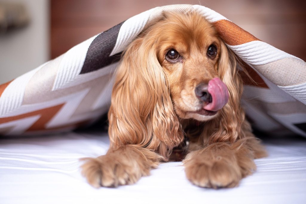 english cocker spaniel, dog, puppy, blanket, tongue, lick, pet, pup, young dog, animal, domestic dog, purebred, furry, canine, mammal, friend, cute, nature, adorable, bed, bedroom, portrait